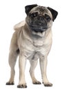 Pug, 2 and a half years old Royalty Free Stock Photo