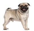 Pug, 2 and a half years old, standing Royalty Free Stock Photo
