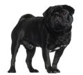 Pug, 2 and a half years old, standing Royalty Free Stock Photo