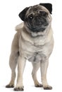 Pug, 2 and a half years old, standing Royalty Free Stock Photo