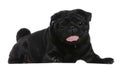 Pug, 2 years old, lying Royalty Free Stock Photo