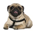 Pug, 2 Years old, lying in front of white Royalty Free Stock Photo
