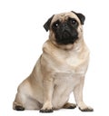 Pug, 2 years old, sitting Royalty Free Stock Photo