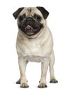 Pug, 2 Years old, standing Royalty Free Stock Photo