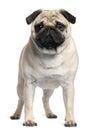 Pug, 2 Years old, standing Royalty Free Stock Photo