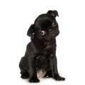 Pug Royalty Free Stock Photo