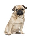 Pug (3 years) Royalty Free Stock Photo