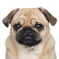 Pug (3 years) Royalty Free Stock Photo