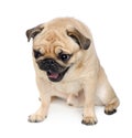 Pug (3 years) Royalty Free Stock Photo