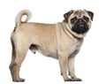 Pug, 3 years old Royalty Free Stock Photo