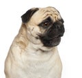 Pug, 3 years old, Royalty Free Stock Photo