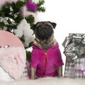 Pug, 3 years old, with Christmas tree and gifts Royalty Free Stock Photo