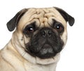 Pug, 3 years old, sitting Royalty Free Stock Photo