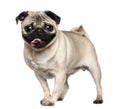 Pug, 3 years old, standing Royalty Free Stock Photo