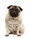 Pug (4 years) Royalty Free Stock Photo