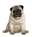 Pug, 4 years old, sitting Royalty Free Stock Photo