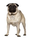 Pug, 4 years old, standing Royalty Free Stock Photo