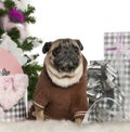 Pug, 6 years old, with Christmas tree and gifts Royalty Free Stock Photo