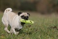 Pug in action Royalty Free Stock Photo