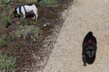 pug adelheid and dogfriend