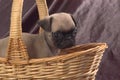 Pug in a basket Royalty Free Stock Photo