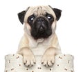 Pug in basket Royalty Free Stock Photo