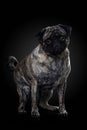 Pug on black background Royalty Free Stock Photo