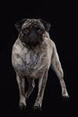 Pug on black background Royalty Free Stock Photo