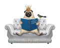 Pug with book on gray leather divan Royalty Free Stock Photo