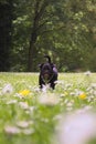 A pug bounds joyfully through a flower meadow