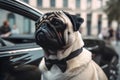 Pug with a bow tie in front a luxury car, ai generative illustration Royalty Free Stock Photo