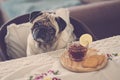 Pug breakfast with tea and biscuits