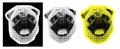 pug breed.Cut out of a newspaper dog. Cut out for collage. Scrapbook dog head isolated.Dadaism style Royalty Free Stock Photo