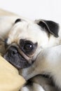 Pug breed dog with astonished and cute face. Portrait of dog with surprised face. Funny portrait of dog with astonishment gesture.