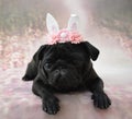 Pug with bunny ears Royalty Free Stock Photo