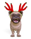 Pug cartoon with christmas antlers is afraid