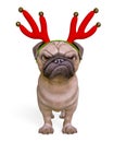 Pug cartoon with christmas antlers is angry