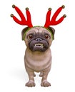 Pug cartoon with christmas antlers is surprised