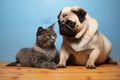 Pug and cat, a delightful duo, rest together, utterly endearing Royalty Free Stock Photo