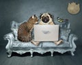 Pug with cat on gray velvet divan Royalty Free Stock Photo