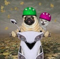 Pug and cat ride moped 3 Royalty Free Stock Photo