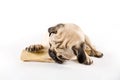 Pug chewing on a bone