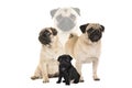 Pug combination with sitting black pug puppy and adult sitting, standing pug and pug portrait on a white background Royalty Free Stock Photo