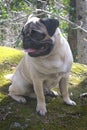 Pug in the country