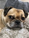 Pug cross dog laying on a sofa close up Royalty Free Stock Photo