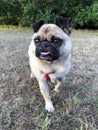 Pug cross dog standing on grass Royalty Free Stock Photo