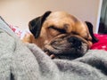 Pug cross sleeping on blankets looking snug Royalty Free Stock Photo