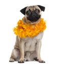 Pug disguised looking at the camera, isolated on white Royalty Free Stock Photo