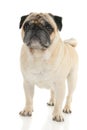 Pug dog Royalty Free Stock Photo