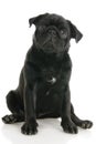 Pug dog Royalty Free Stock Photo